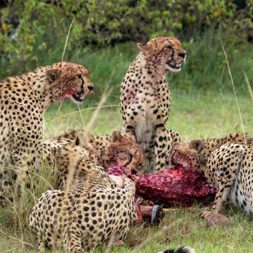 3 days Samburu National reserve Safari