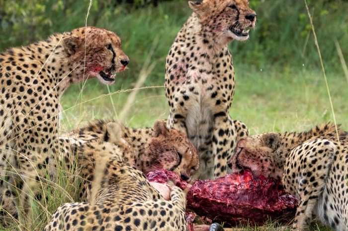 Samburu