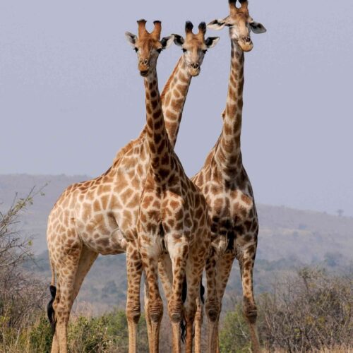 3 Days Maasai Mara Safari