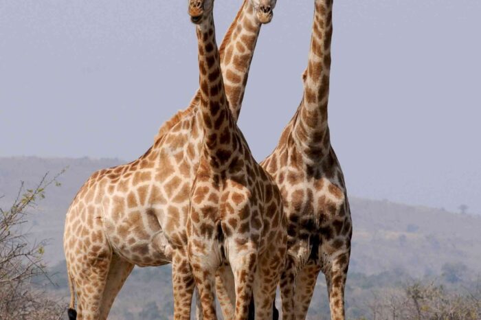 Maasai Mara