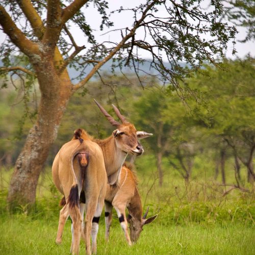3 Days Amboseli National Park